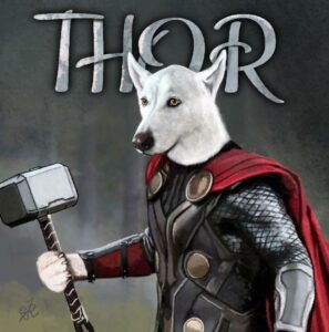 Thor husky, ilustración digital.