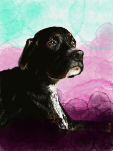 Retrato perro negro, ilustración digital.
